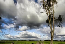 黑白直播nba-阿尔希拉尔球迷现场助威，球队士气高涨