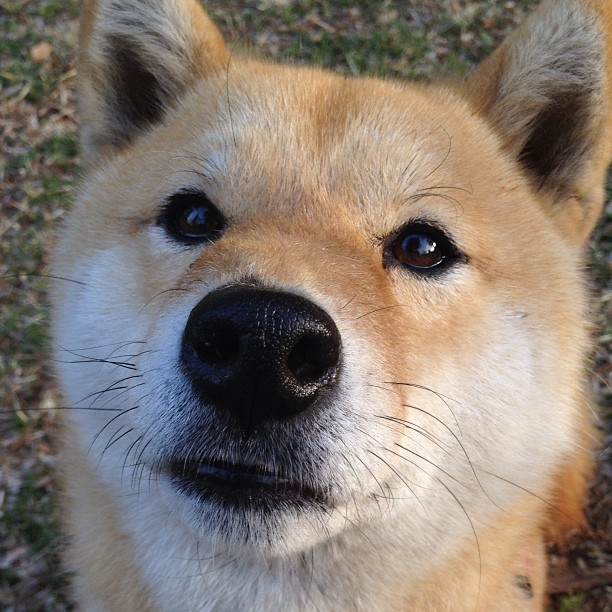 黑白直播nba在线观看-班凯罗，奥运王座上的新君，碾压广东之夜的启示