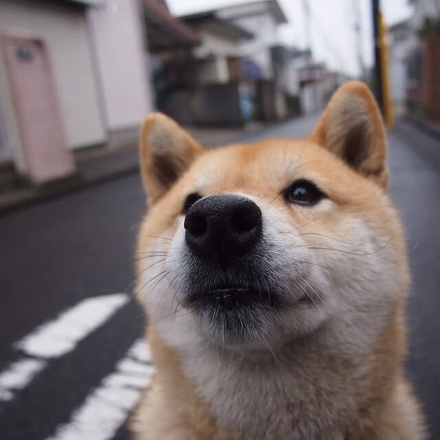 年度焦点之战,末节上演窒息攻防,猛龙逆转獠牙灰熊诠释冠军底蕴