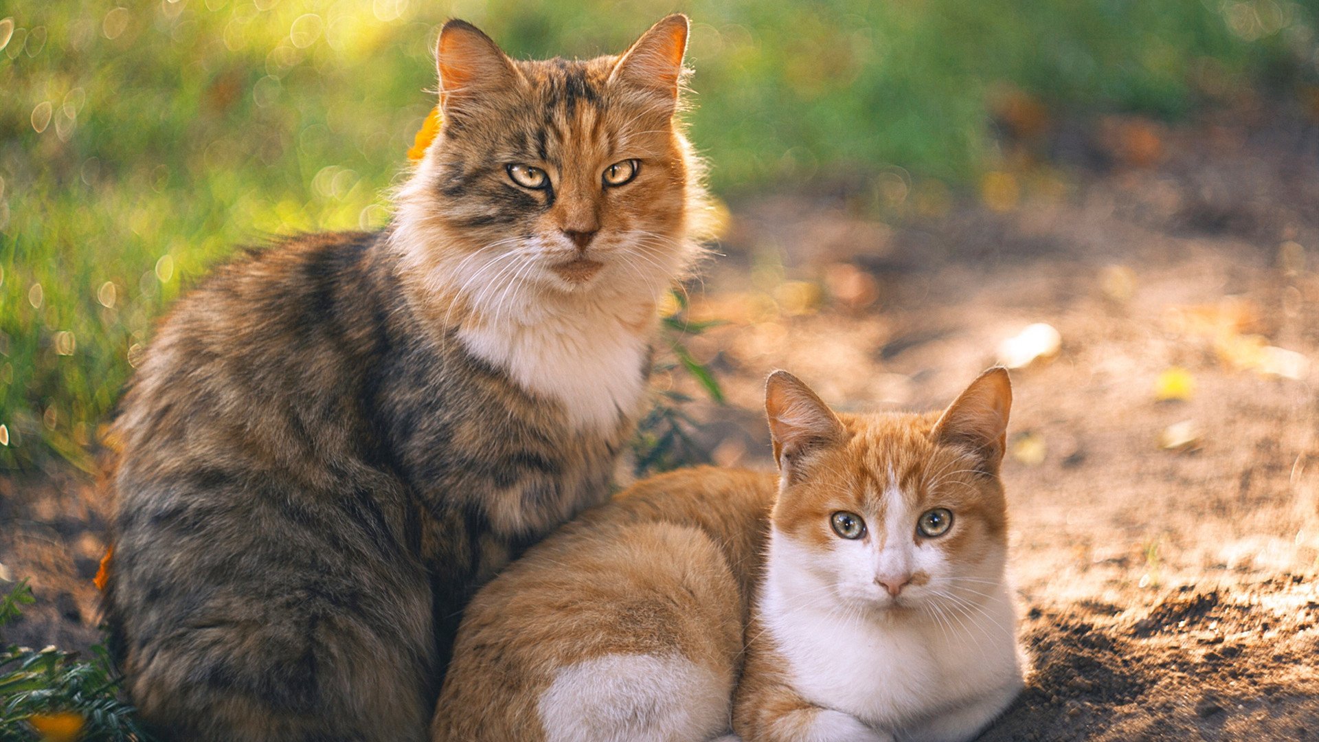 当精密战术遇见天神下凡,论加纳的战术交响与C罗的个人英雄史诗