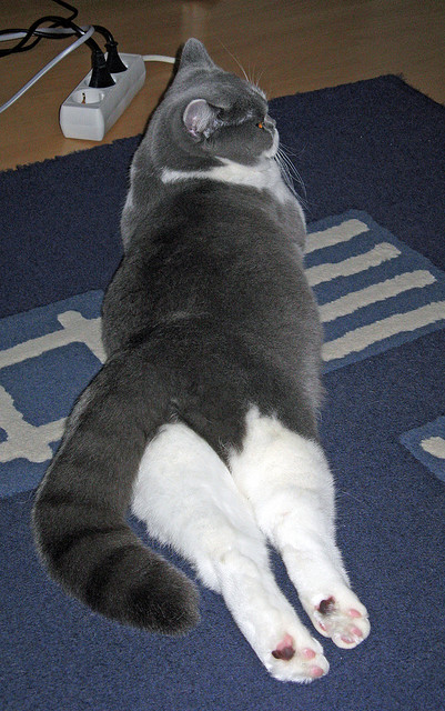 铁闸与利刃，阿劳霍只手擎天，南非正面击溃里昂的战术史诗