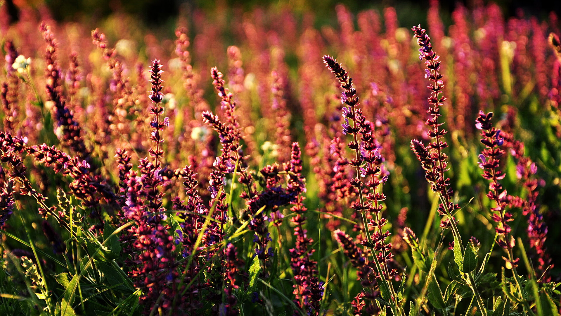 公牛力克国王剑指总冠军，库里东决关键战主宰胜负