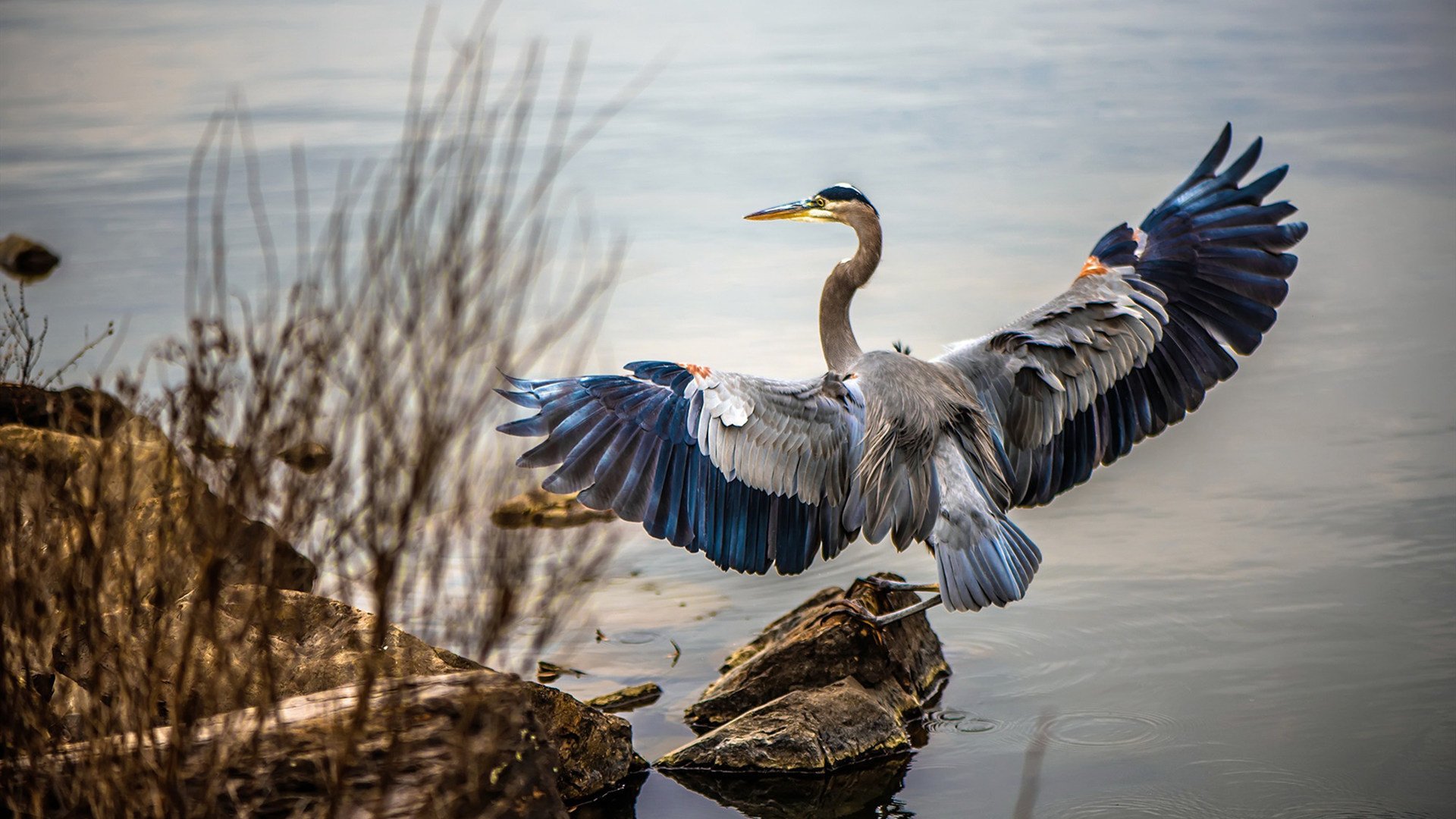 黑白直播免费体育直播-冷门与核心，魔术掀翻活塞，福克斯末节定乾坤