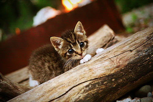 一秒钟！他花光十年运气，换来这顶千年王冠