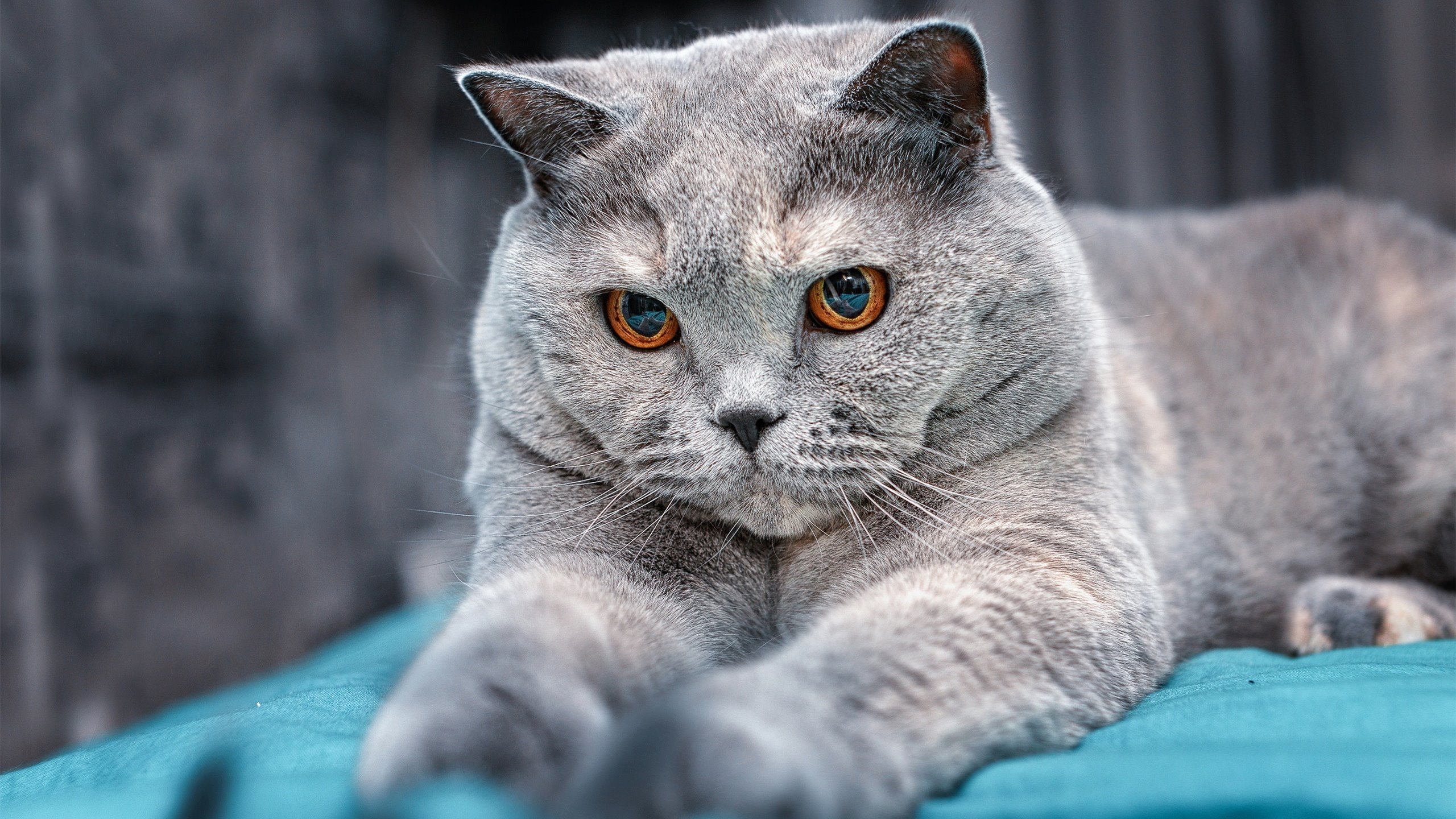 贝恩的沉默革命，当稳定输出成为独行侠无法攻破的叹息之墙