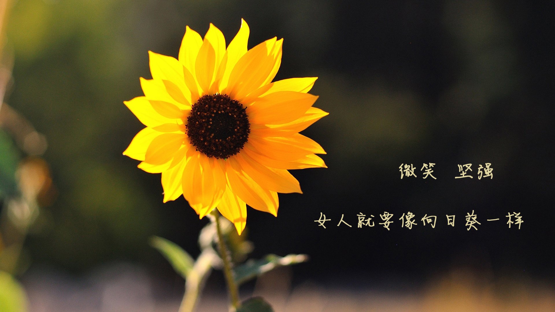 黑白直播在线观看-南美风暴席卷梅阿查，厄瓜多尔式防守绞杀国米，格列兹曼化身全能战神