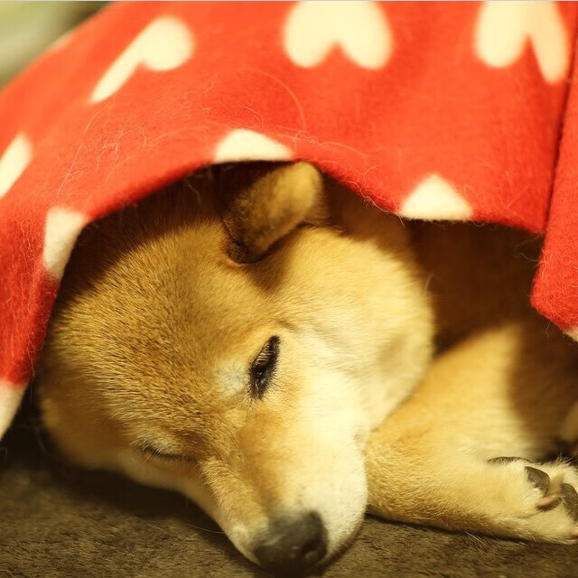 上海爆冷掀翻浙江,欧文化身关键先生定乾坤