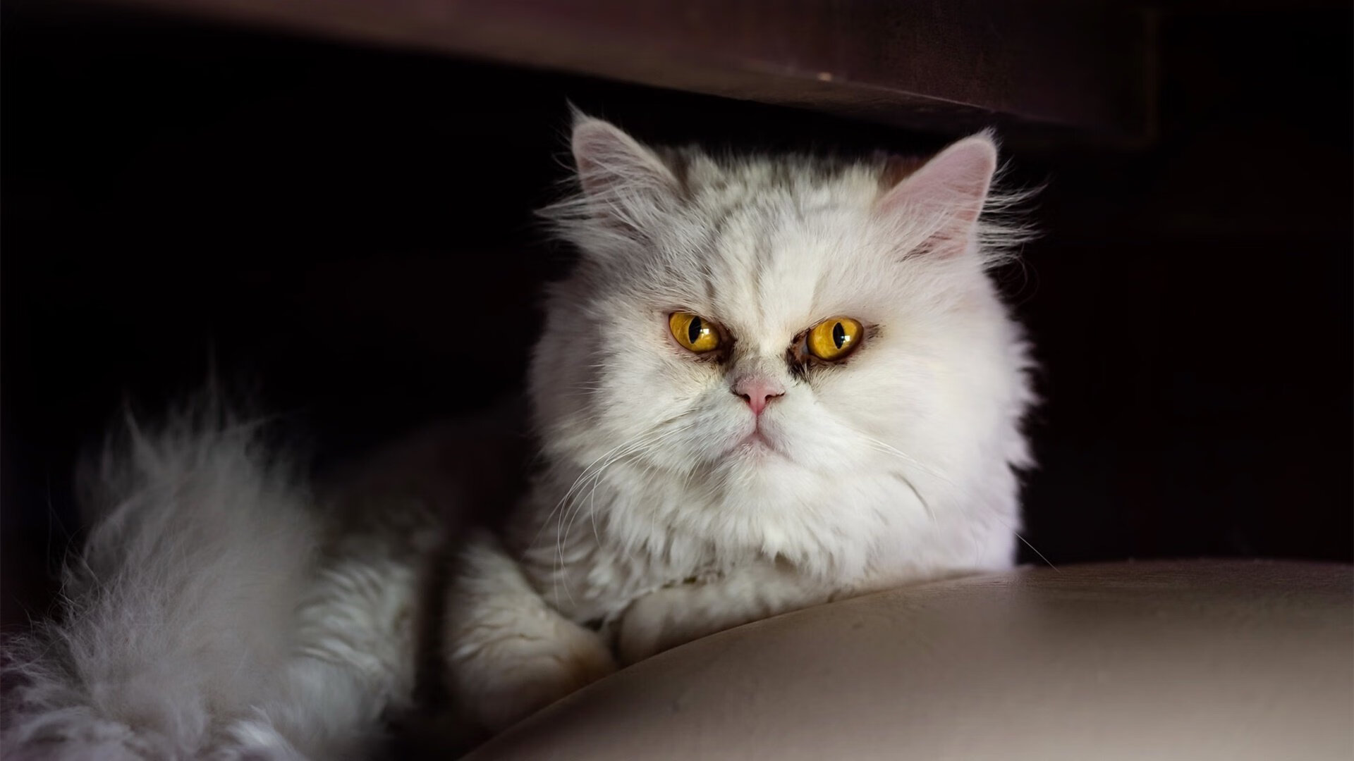 黑白直播免费体育直播-塔图姆拉满存在感 vs 湖人战略突围，现代篮球的两种争冠路径