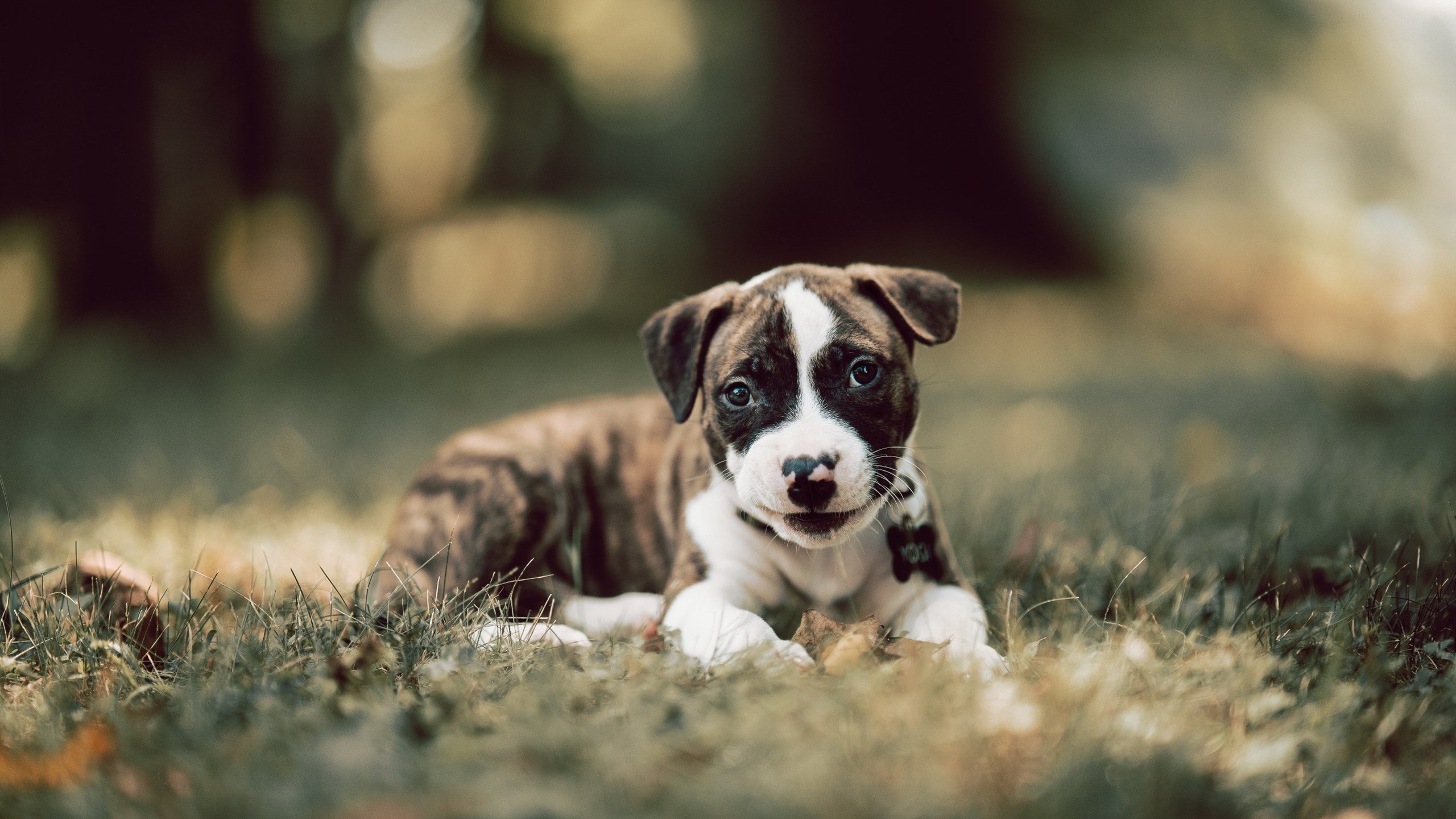 绝境逢生！格列兹曼关键头球，巴萨强行终结喀麦隆黑马之旅