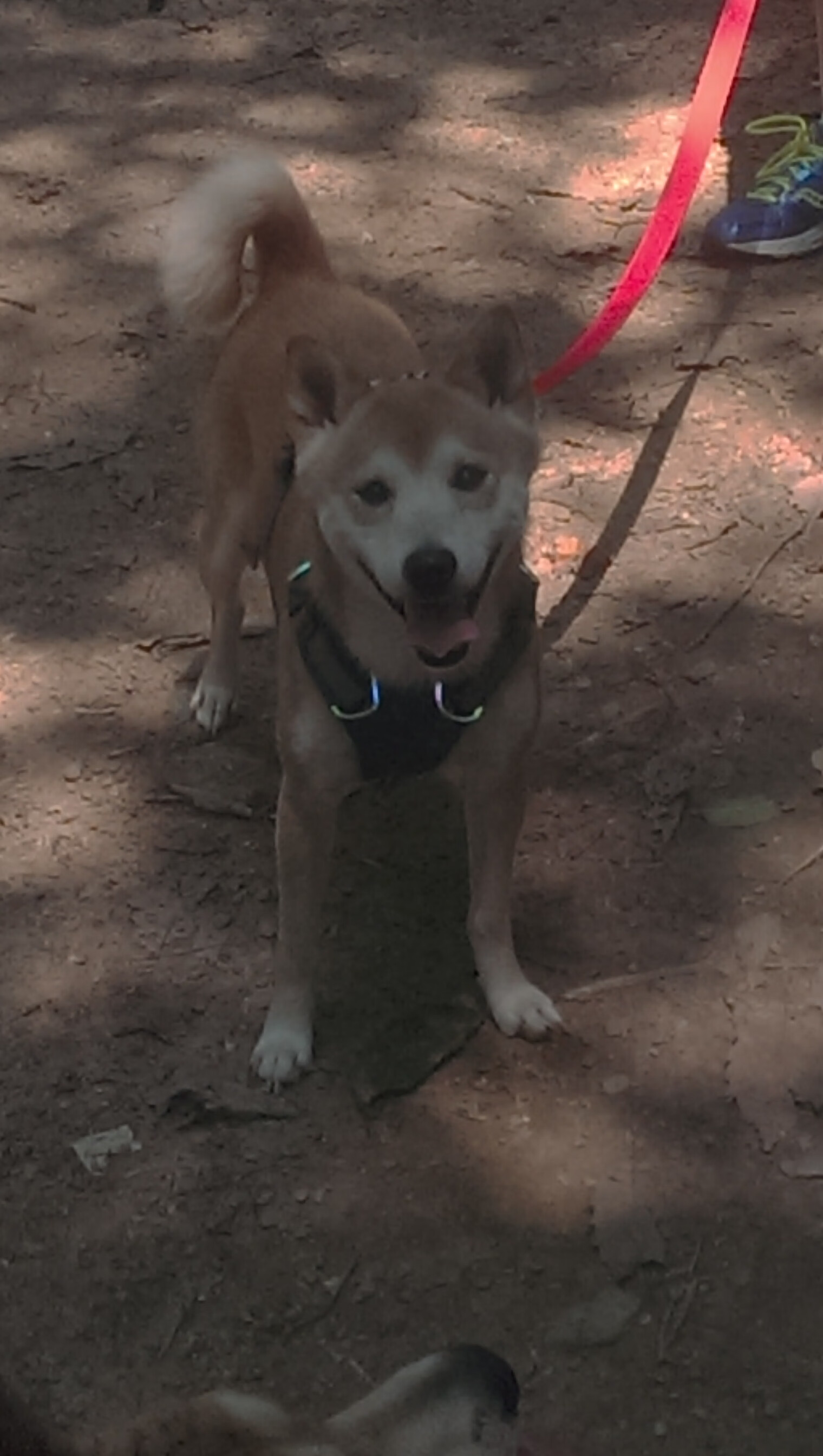 黑白直播在线观看-若日尼奥奏响冰与火之歌，当丹麦铁壁遭遇利物浦洪流，一位指挥官如何重塑比赛灵魂