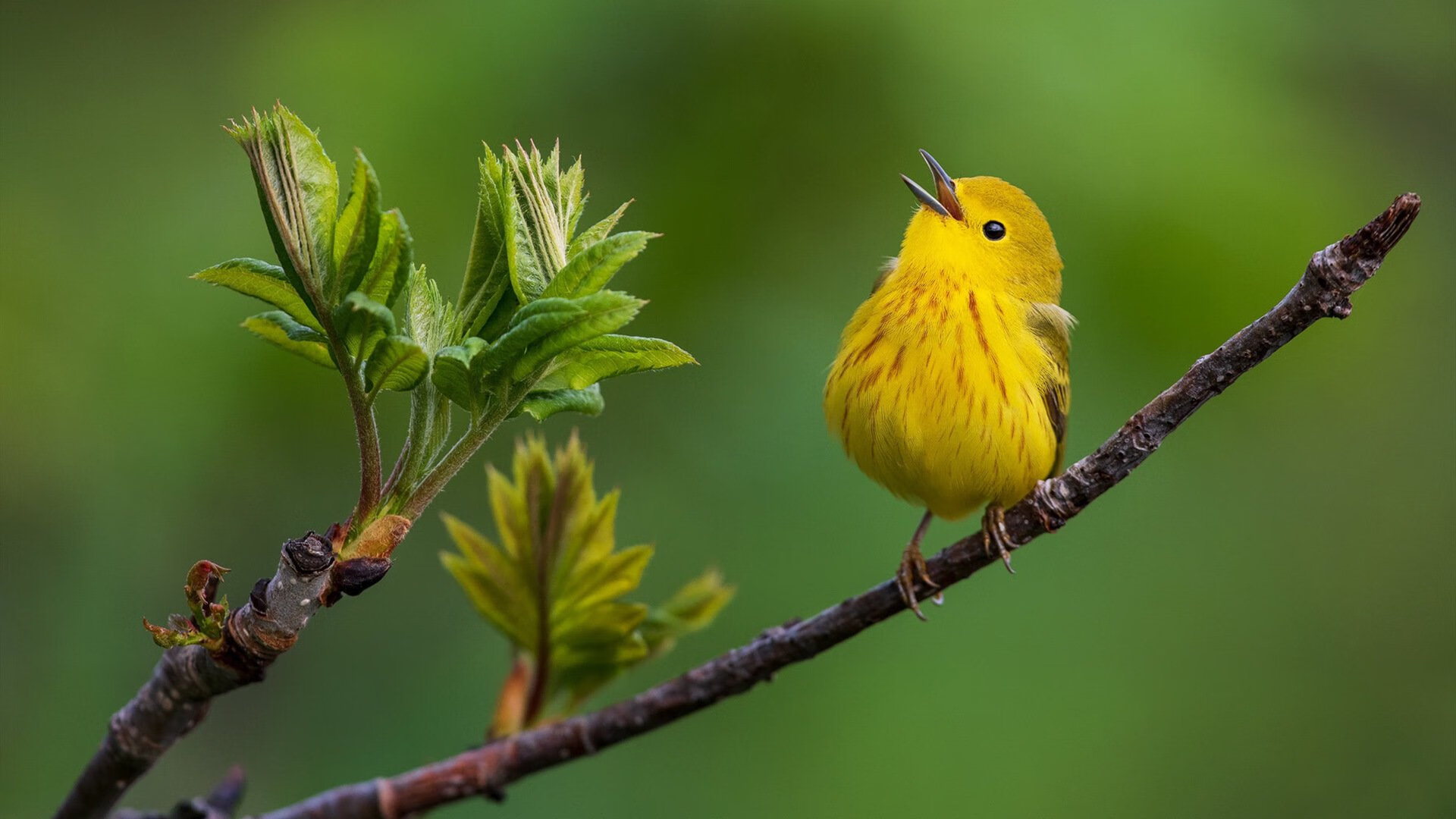 黑白直播免费体育直播-英格拉姆独舞新奥尔良，湖人血色残阳映底特律