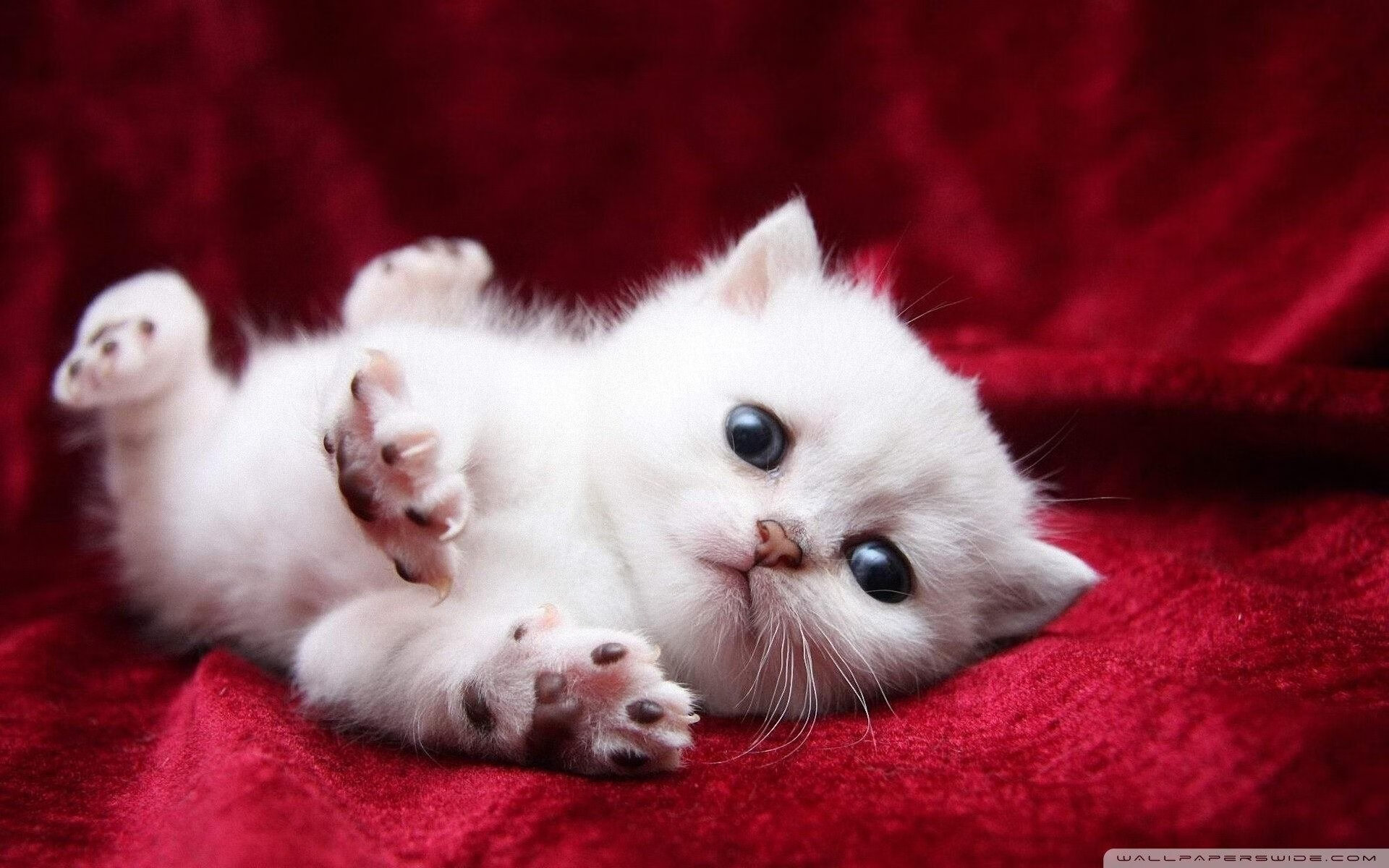 绝杀制胜！布雷默一锤定音，挪威末节上演奇迹逆袭