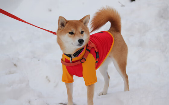 生死战拉文主宰赛场,独行侠惊险击败雷霆晋级总决赛