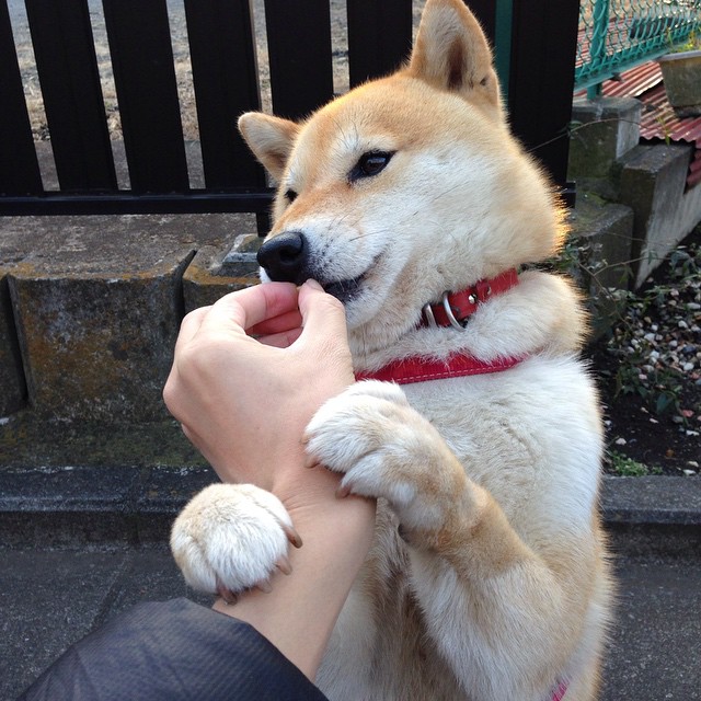 黑白直播nba在线观看-引擎与血肉的平行叙事，F1街道赛焦点战与喀麦隆神话的交响