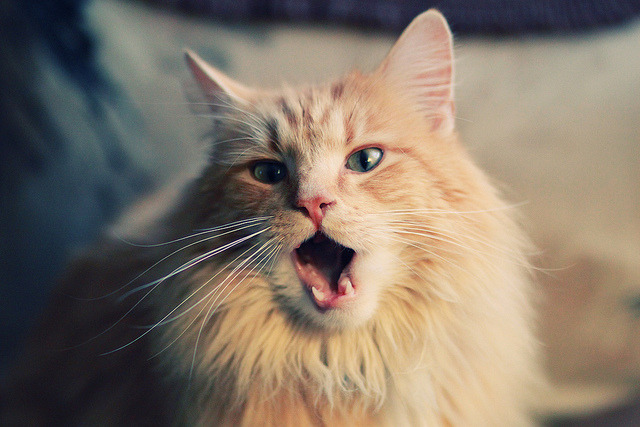 小贾伦·杰克逊，临危受命，一记三分定江山