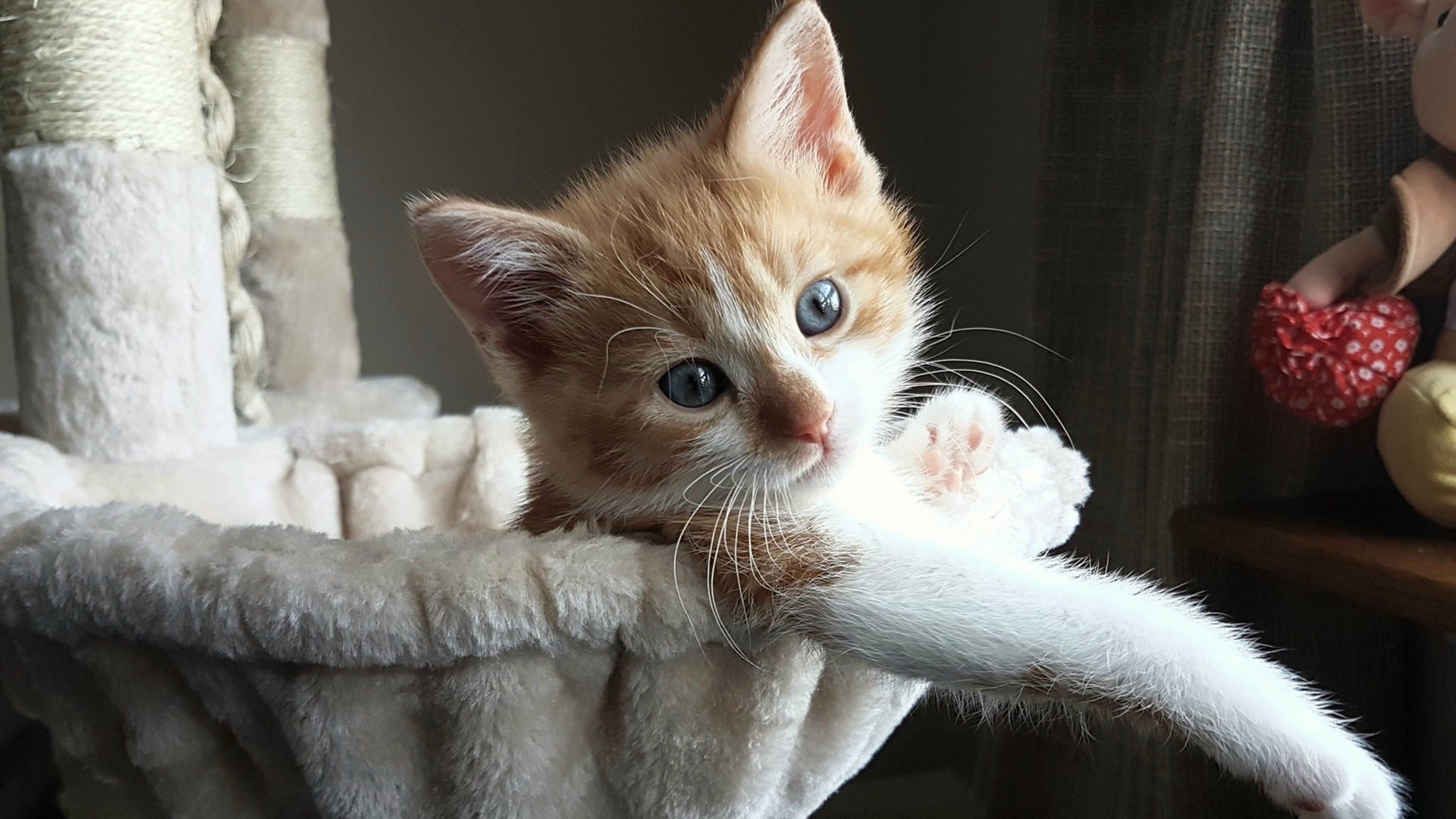 乌克兰力量全面压制多特蒙德，凯恩孤勇闪耀成全场焦点