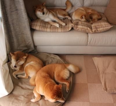 文化符号与赛场统治力，当法国足球遇见亚洲篮球之光